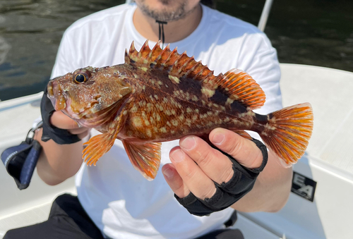 カサゴの釣果