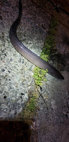 クロアナゴの釣果