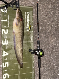 ナマズの釣果