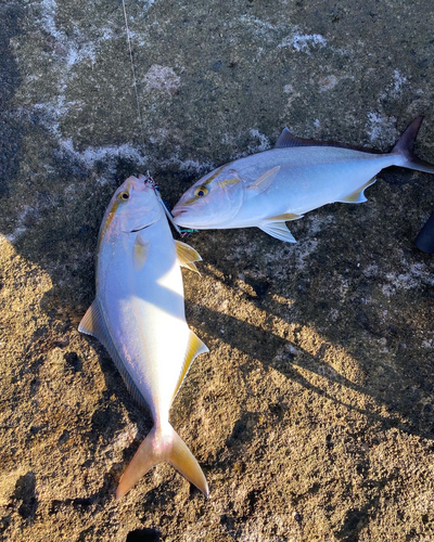 シオの釣果