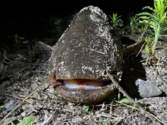 マナマズの釣果