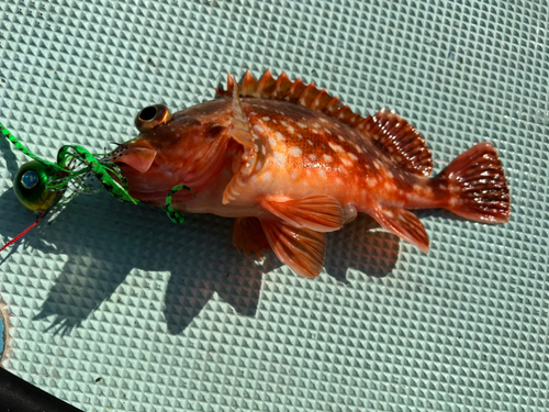 アラカブの釣果