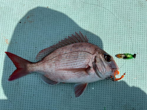 マダイの釣果