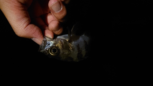 シロメバルの釣果