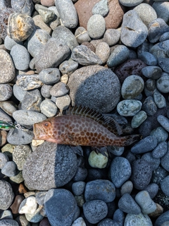 オオモンハタの釣果