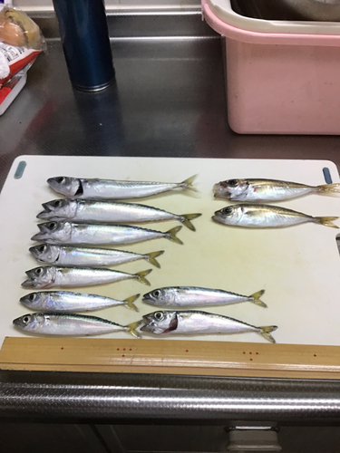 サバの釣果