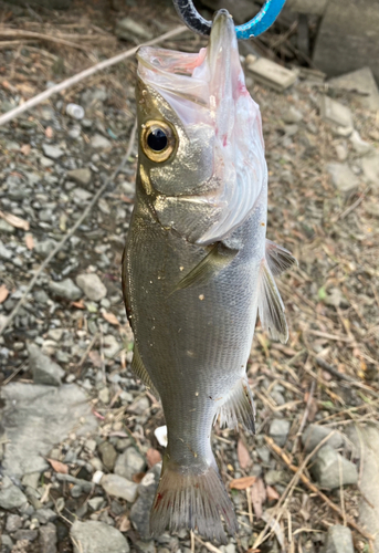 セイゴ（ヒラスズキ）の釣果