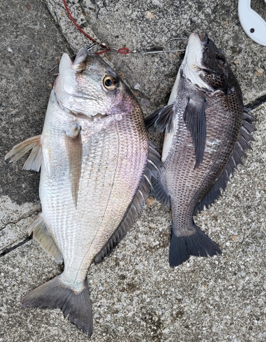 ヘダイの釣果