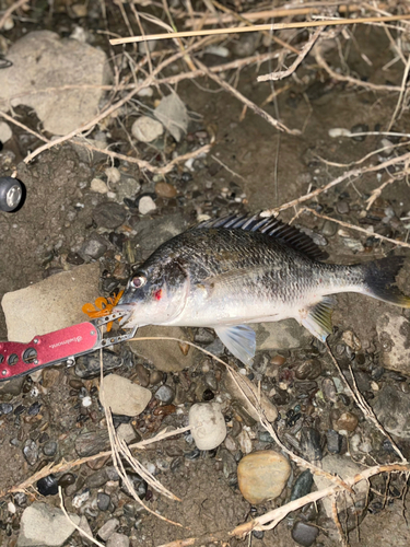 キビレの釣果