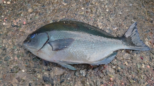 メジナの釣果