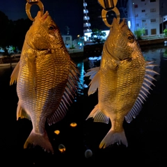 キビレの釣果