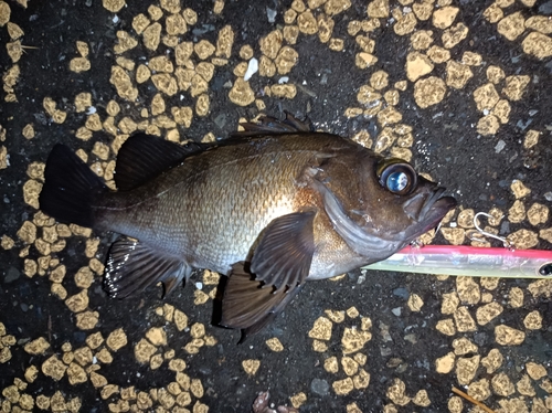 メバルの釣果