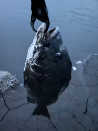 チヌの釣果