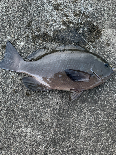 メジナの釣果