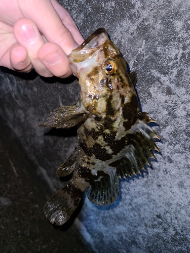 タケノコメバルの釣果