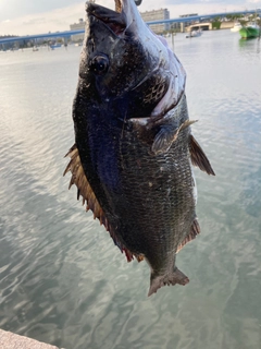 チヌの釣果