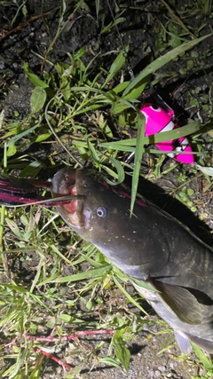 ナマズの釣果