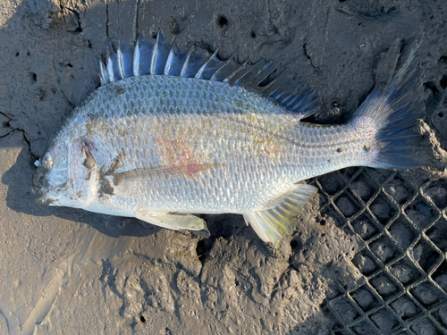 キビレの釣果