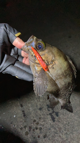 シロメバルの釣果