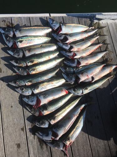 サバの釣果