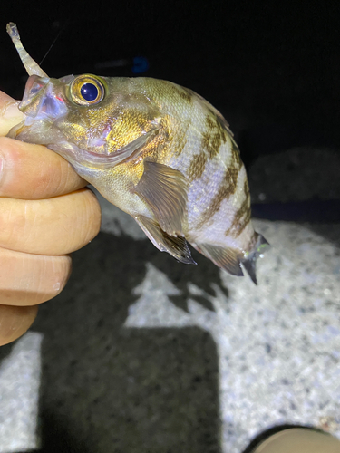 メバルの釣果