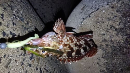 カサゴの釣果