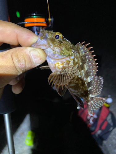 カサゴの釣果