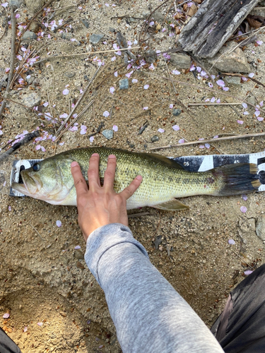 釣果