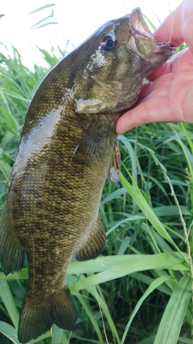 スモールマウスバスの釣果