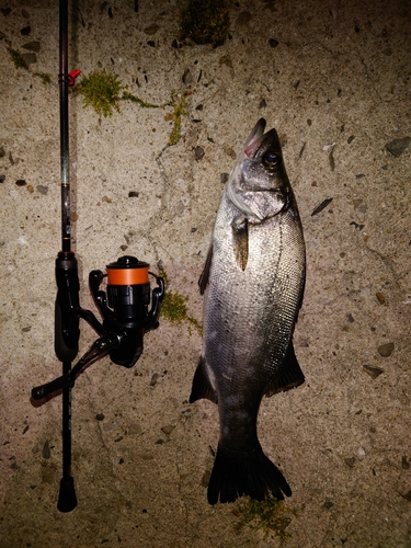 ヒラスズキの釣果