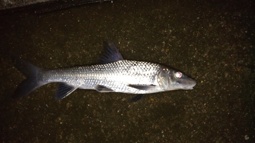 ニゴイの釣果