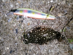 フグの釣果