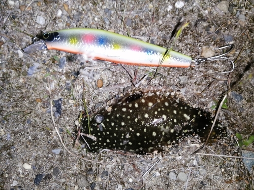 フグの釣果