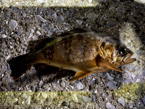 メバルの釣果