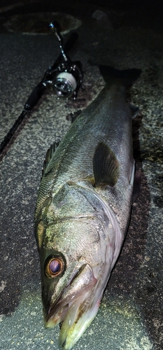 スズキの釣果