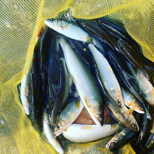 アユの釣果