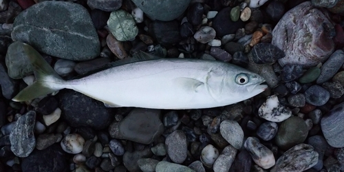 ワカナゴの釣果