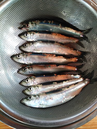 イワシの釣果