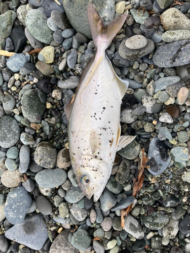 ショゴの釣果