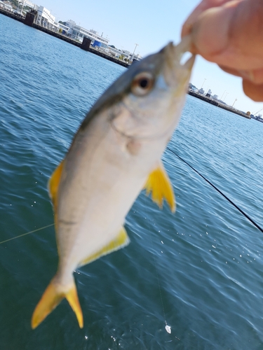 ショゴの釣果