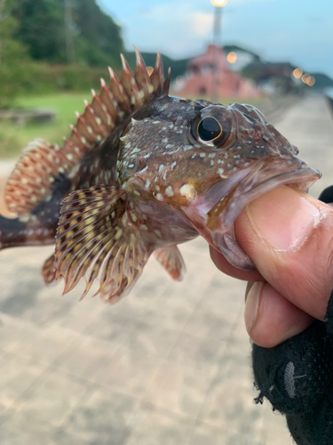 ガシラの釣果