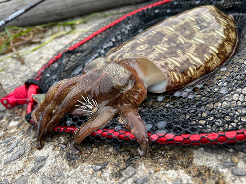 モンゴウイカの釣果