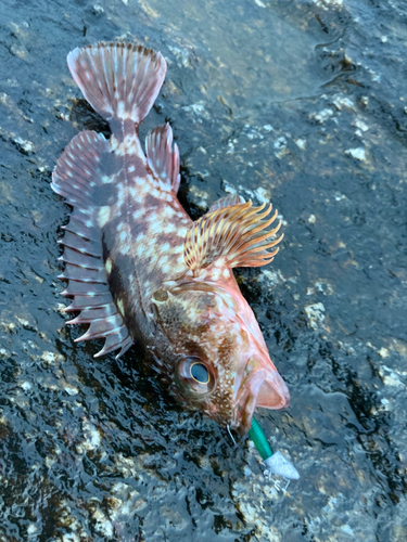 カサゴの釣果