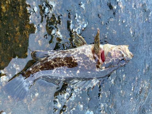 タケノコメバルの釣果