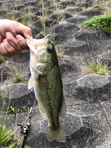 ラージマウスバスの釣果