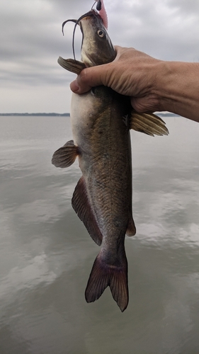 アメリカナマズの釣果