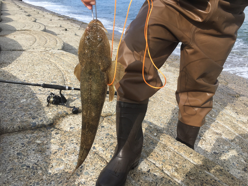 マゴチの釣果