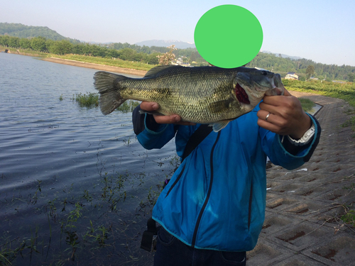 ブラックバスの釣果