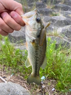 ラージマウスバスの釣果