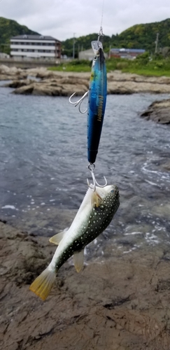 フグの釣果